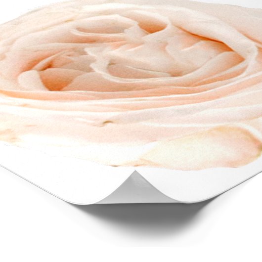 白バラ花 ポスター (角)