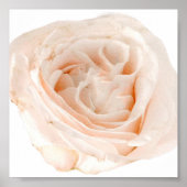 白バラ花 ポスター (正面)