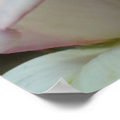 白バラ芽花 ポスター (角)