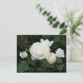 白バラ葉書 ポストカード (スタンド正面)
