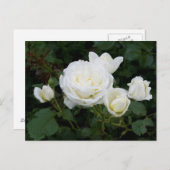 白バラ葉書 ポストカード (正面/裏面)