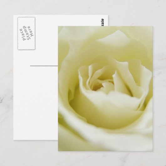 白バラ葉書 ポストカード (正面/裏面)