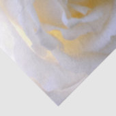 白バラ軟焦点 薄葉紙 (詳細)