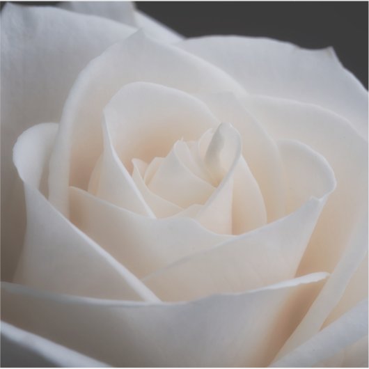 白バラ シール (正面)