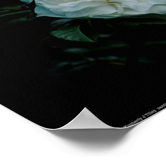 白バラ ポスター (角)