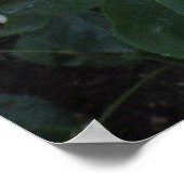 白バラ ポスター (角)