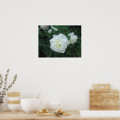 白バラ ポスター (キッチン)