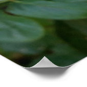 白バラ ポスター (角)