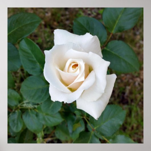 白バラ ポスター (正面)