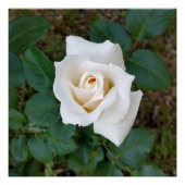 白バラ ポスター (正面)