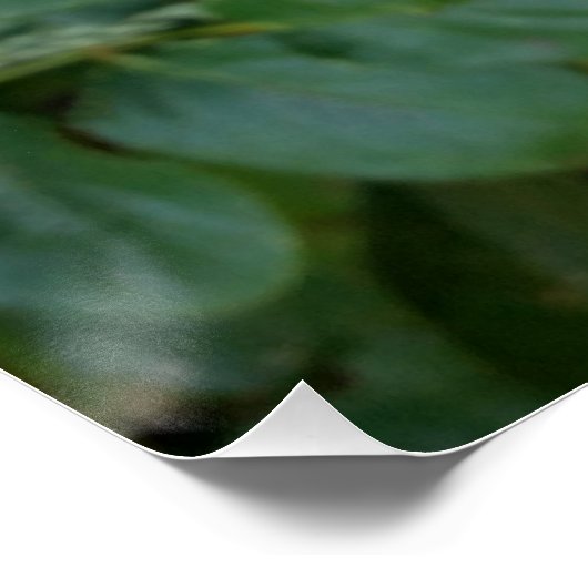 白バラ ポスター (コーナー)