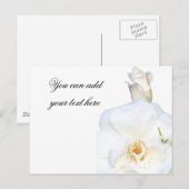 白バラ_ ポストカード (正面/裏面)