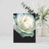 白バラ ポストカード (スタンド正面)