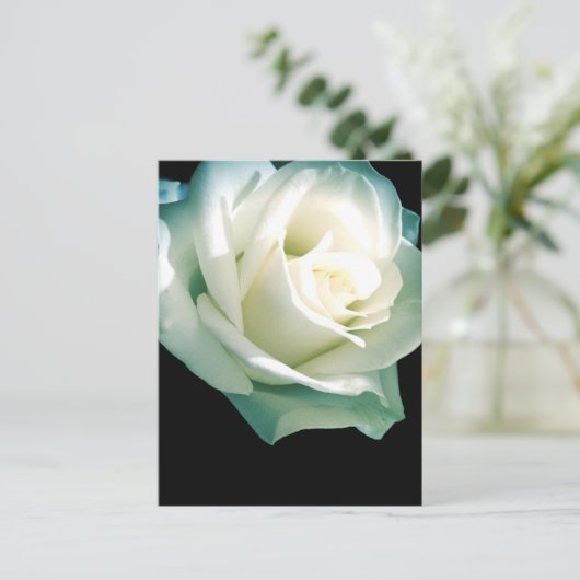 白バラ ポストカード (スタンド正面)