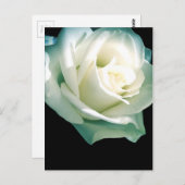 白バラ ポストカード (正面/裏面)