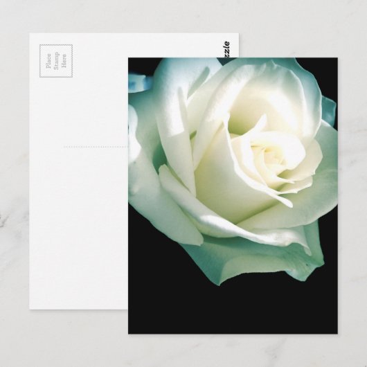 白バラ ポストカード (正面/裏面)