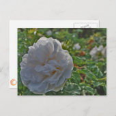 白バラ ポストカード (正面/裏面)