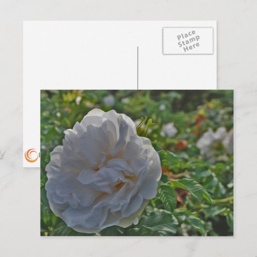白バラ ポストカード (正面/裏面)