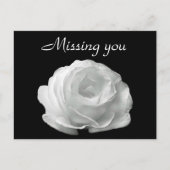 白バラ ポストカード (正面)