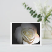 白バラ ポストカード (スタンド正面)