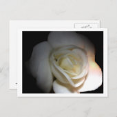 白バラ ポストカード (正面/裏面)