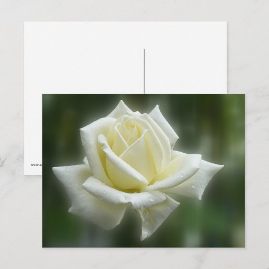 白バラ ポストカード (正面/裏面)