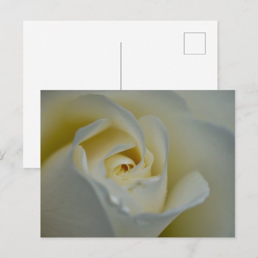 白バラ ポストカード (正面/裏面)