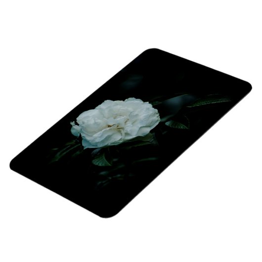 白バラ マグネット (左側)