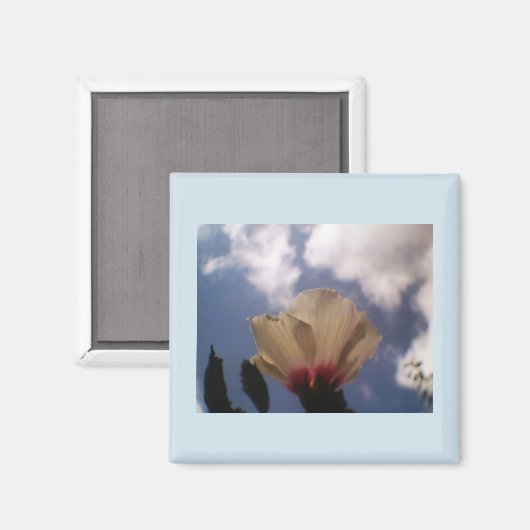 白バラ マグネット (正面/裏面)