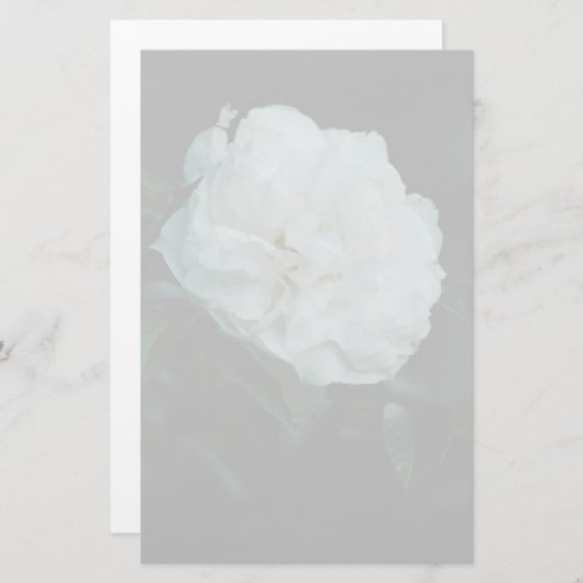 白バラ 便箋 (正面/裏面)