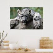 白ヒョウのポスター ポスター (キッチン)