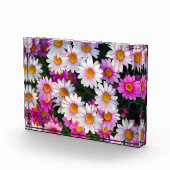 白ピンクデイジー花 フォトブロック (右)
