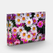 白ピンクデイジー花 フォトブロック (左)