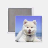 白フィンランド語ラプントパピーかわいい マグネット (正面/裏面)