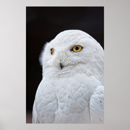 白フクロウ ポスター (正面)