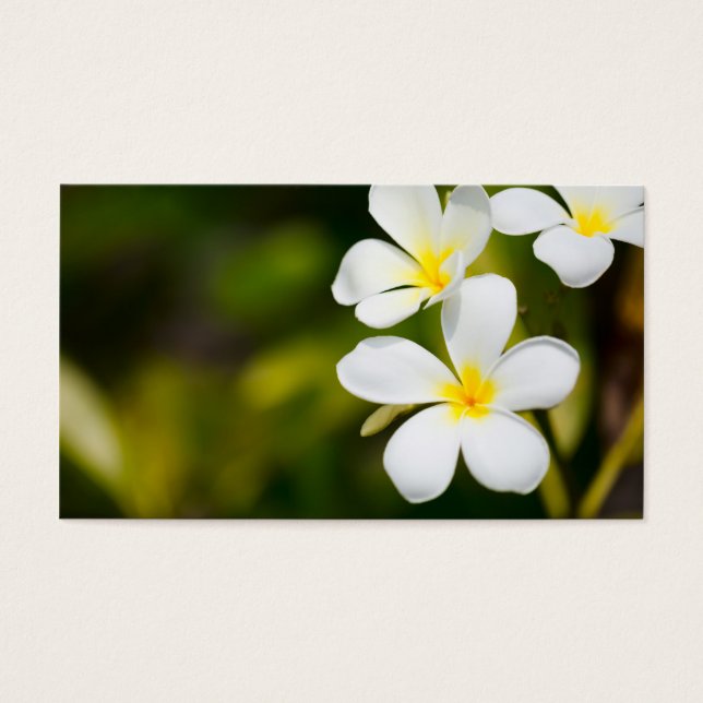 白フランギパニ熱帯花 (正面)