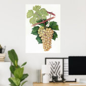 白ブドウ – Sue Abonyi ポスター (ホームオフィス)