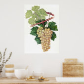 白ブドウ – Sue Abonyi ポスター (キッチン)