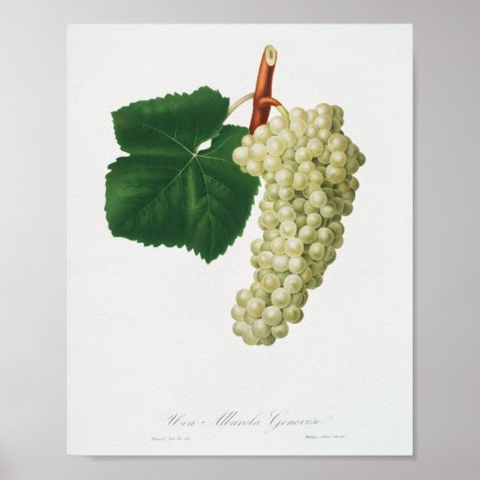 白ブドウ (Vitis vinifera genuensis) ポスター (正面)
