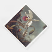 白ブラジル蘭 (コーナー)