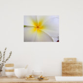 白プルメリア ポスター (キッチン)