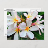 白プルメリア ポストカード (正面/裏面)