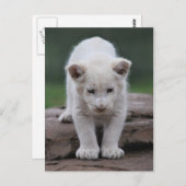 白ベビー獅子の子 ポストカード (正面/裏面)