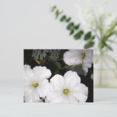 白ペチュニアのはがき ポストカード (スタンド正面)