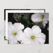 白ペチュニアのはがき ポストカード (正面/裏面)