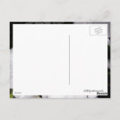 白ペチュニアのはがき ポストカード (裏面)