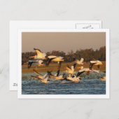 白ペリカン ポストカード (正面/裏面)