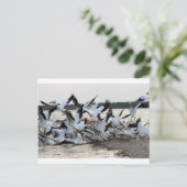 白ペリカン ポストカード (スタンド正面)