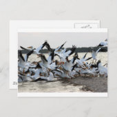 白ペリカン ポストカード (正面/裏面)