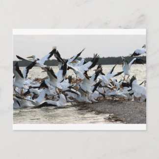 白ペリカン ポストカード